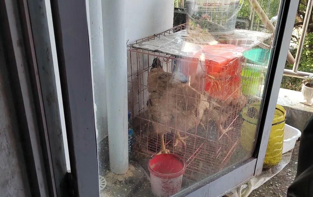 阳台养鸡扰邻里 城管执法解民忧