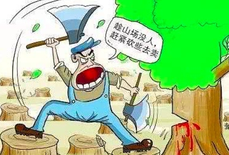 2025盗伐林木罪量刑标准最新规定