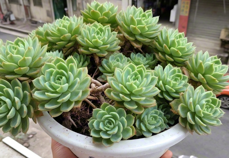 上海宝山一盆市价10万多肉被偷怎么办