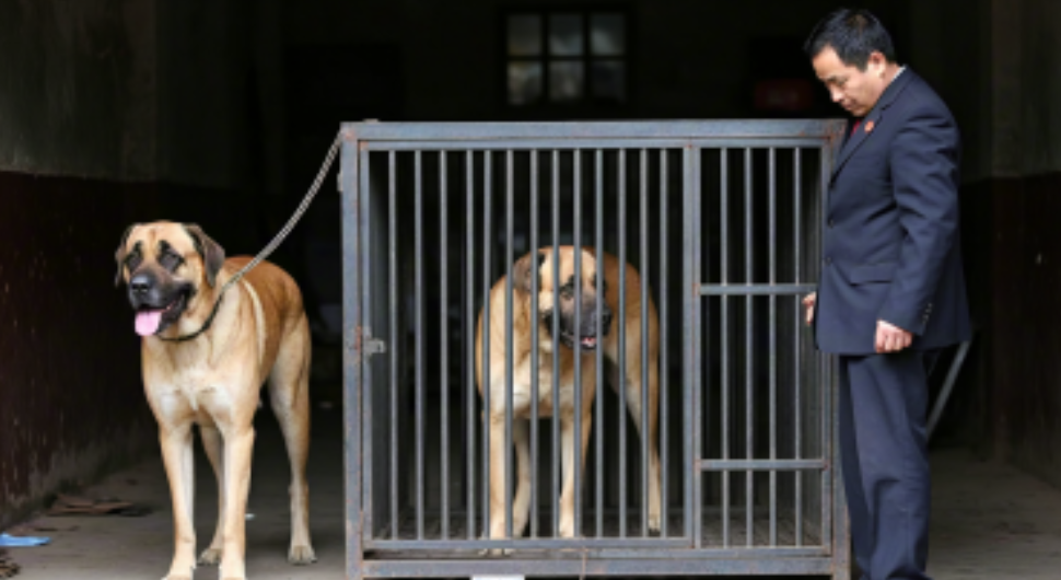 烈性犬窜笼致人死亡,饲养者辩称 “与己无关,是狗咬死的” 遭法院驳回
